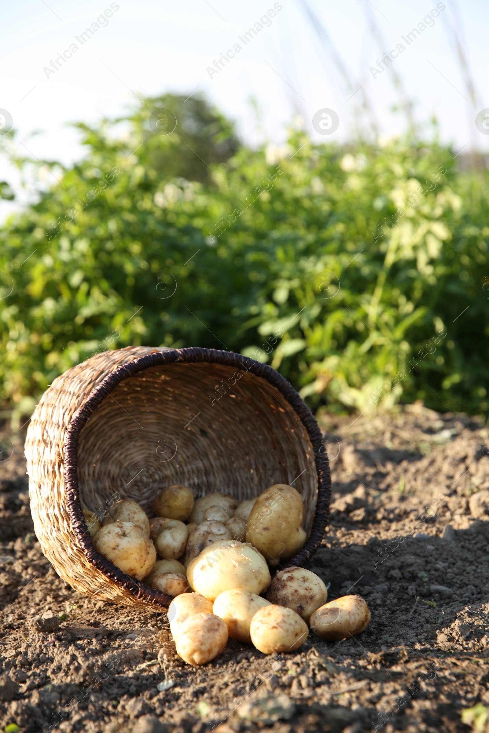 Photo of Overturned wicker basket with fresh ripe potatoes outdoors