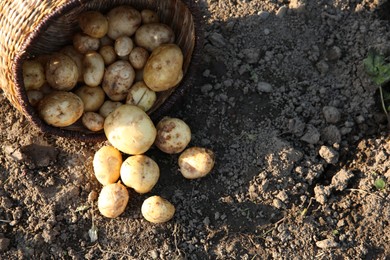 Photo of Overturned wicker basket with fresh ripe potatoes outdoors, space for text