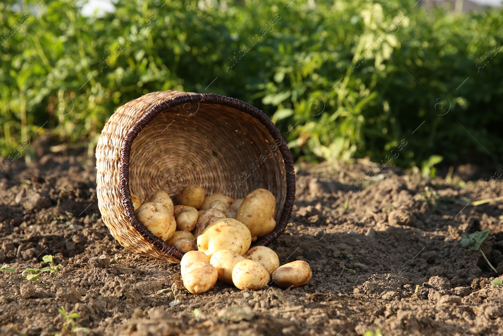 Photo of Overturned wicker basket with fresh ripe potatoes outdoors, space for text