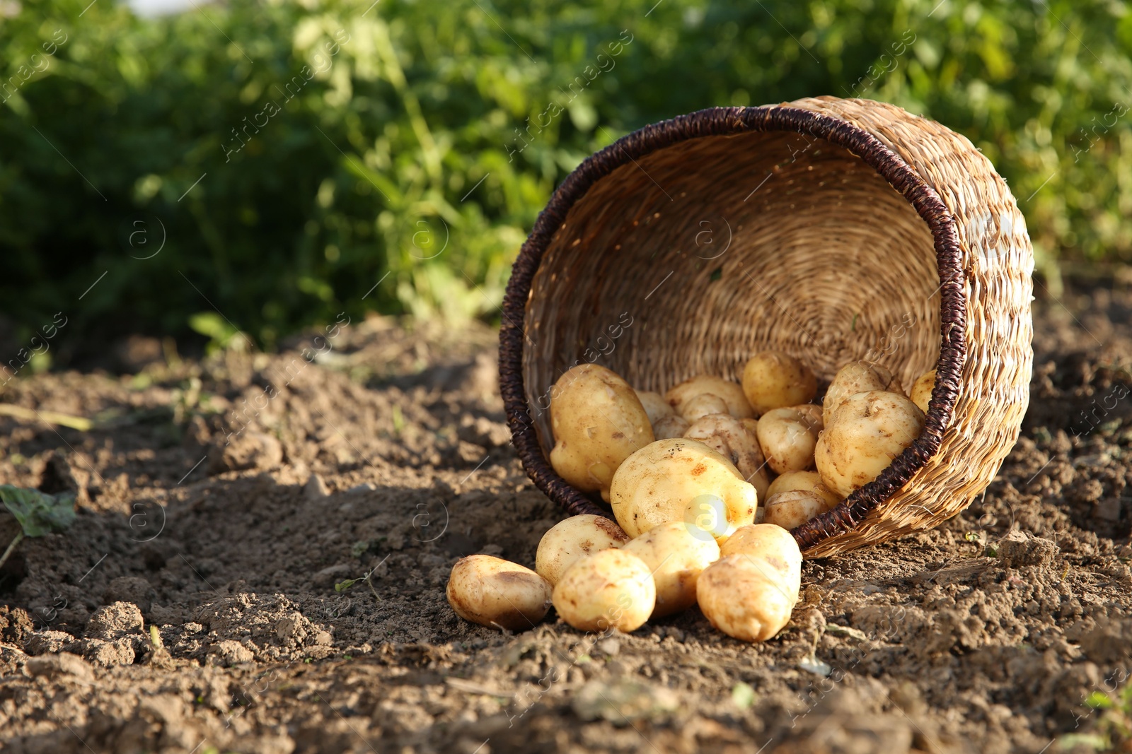 Photo of Overturned wicker basket with fresh ripe potatoes outdoors, space for text