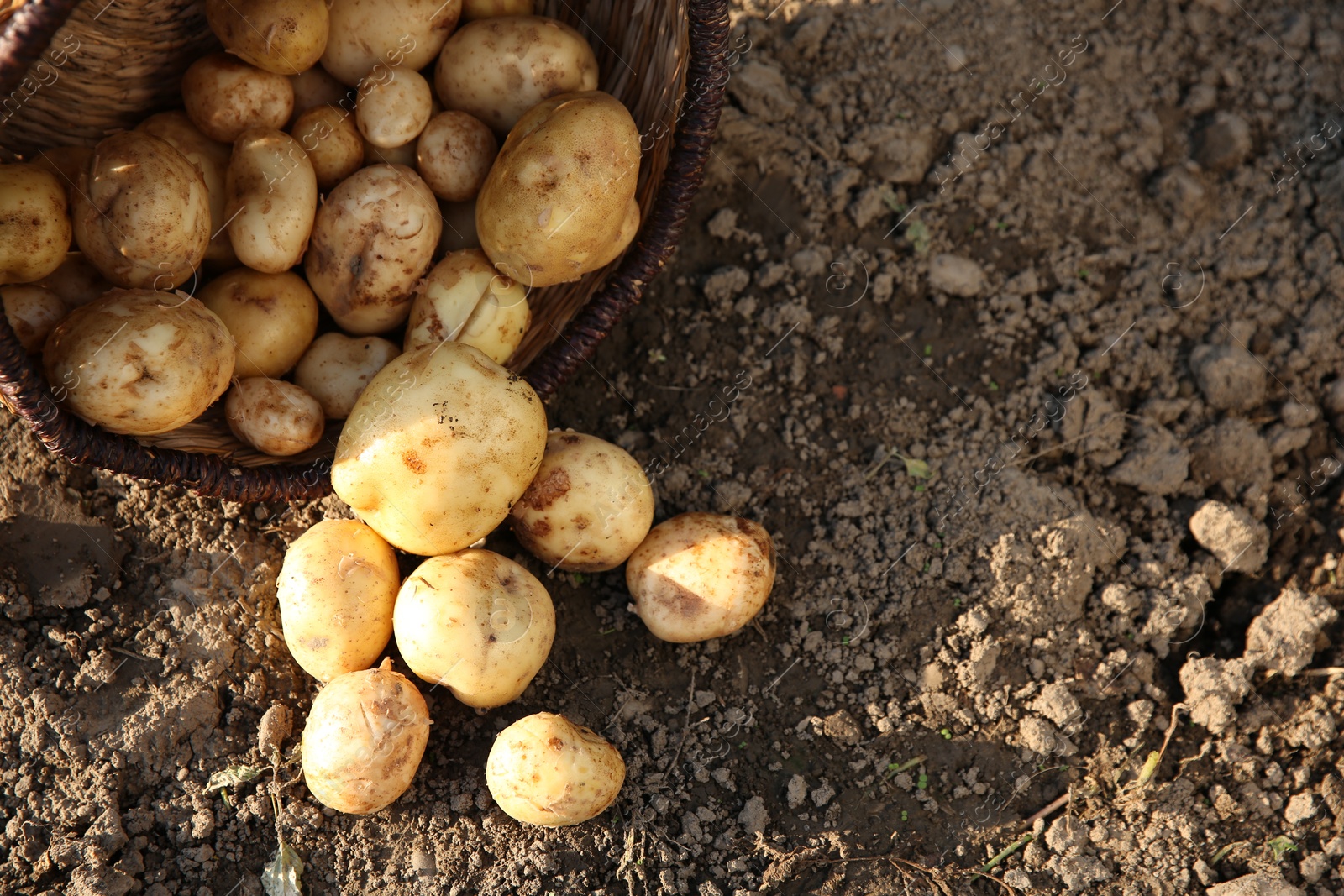 Photo of Overturned wicker basket with fresh ripe potatoes outdoors, space for text