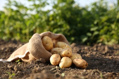 Photo of Overturned sack with fresh ripe potatoes outdoors