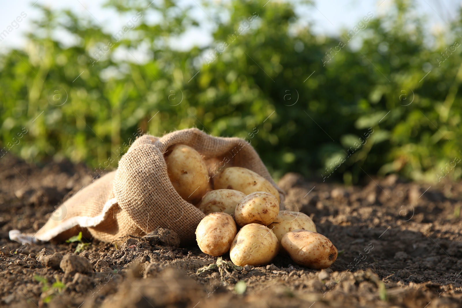 Photo of Overturned sack with fresh ripe potatoes outdoors