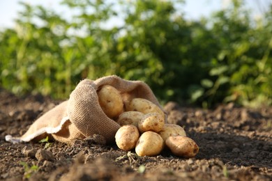 Photo of Overturned sack with fresh ripe potatoes outdoors