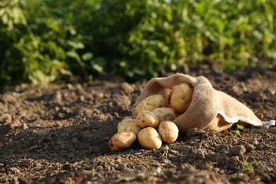 Photo of Overturned sack with fresh ripe potatoes outdoors, space for text