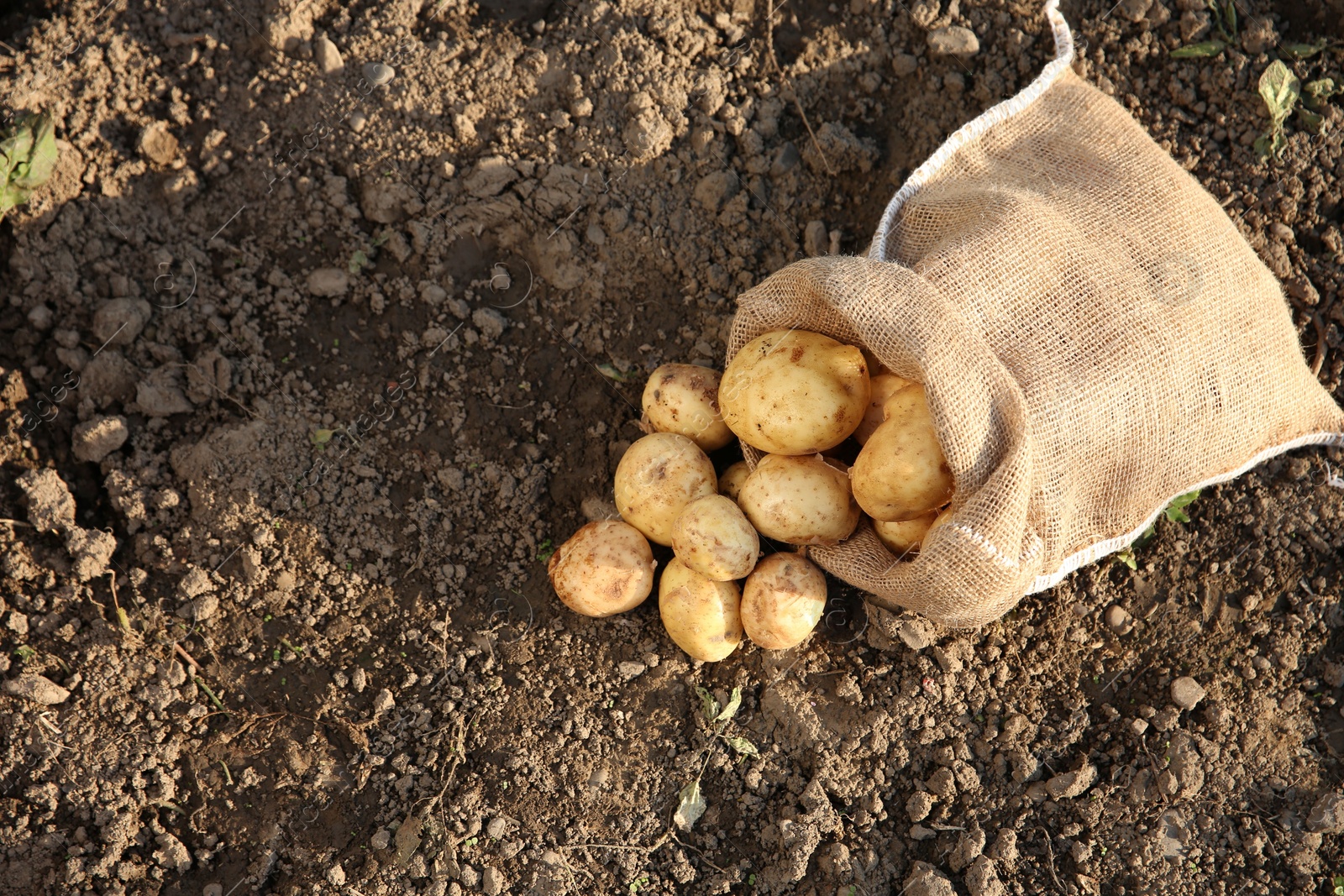 Photo of Overturned sack with fresh ripe potatoes outdoors, top view. Space for text