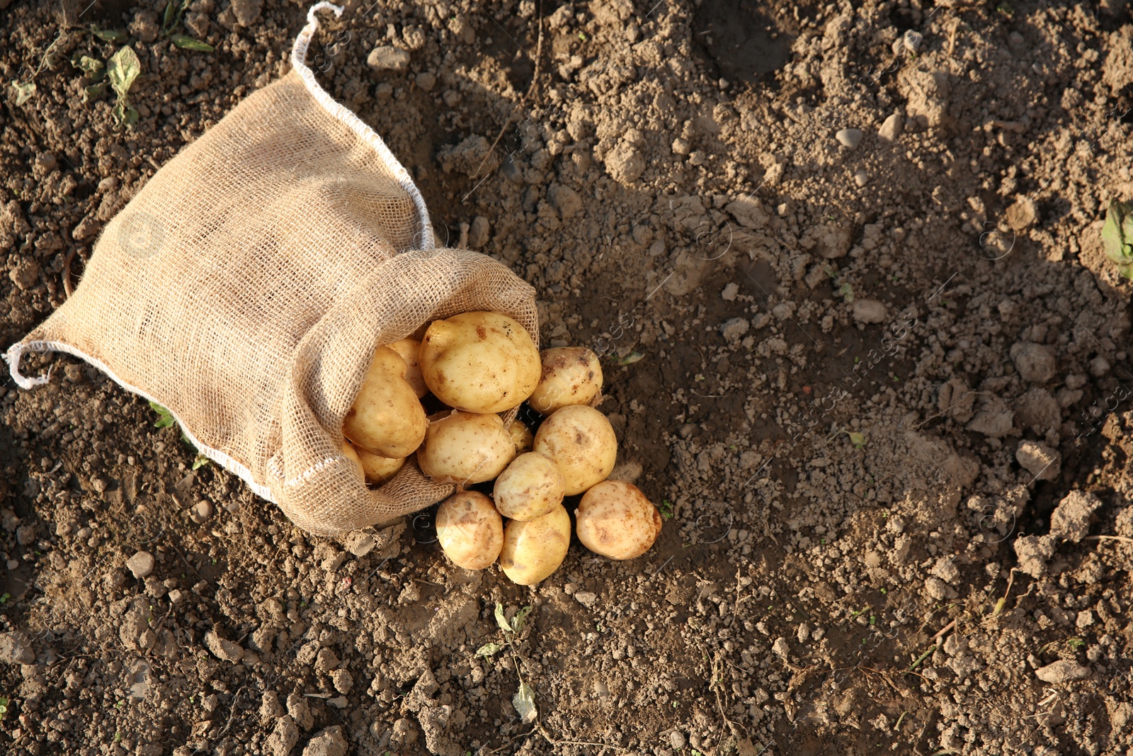 Photo of Overturned sack with fresh ripe potatoes outdoors, top view. Space for text