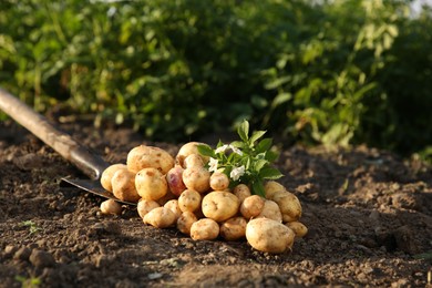 Photo of Fresh ripe potatoes, shovel, green leaves and flowers outdoors