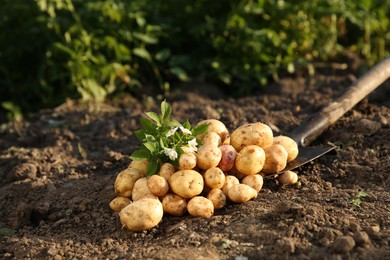 Photo of Fresh ripe potatoes, shovel, green leaves and flowers outdoors