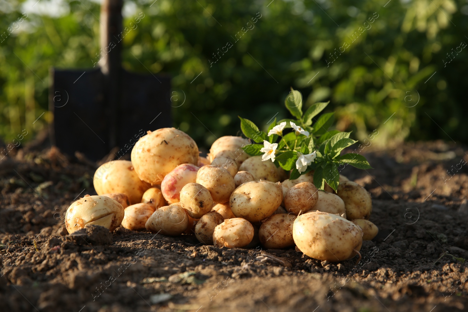 Photo of Fresh ripe potatoes, green leaves and flowers outdoors