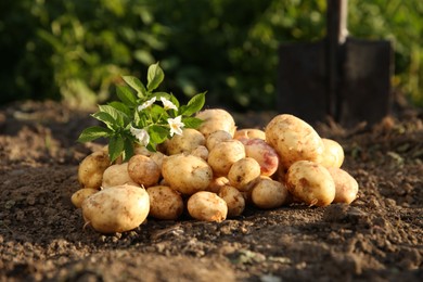 Photo of Fresh ripe potatoes, green leaves and flowers outdoors