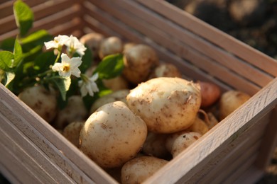 Photo of Wooden crate with fresh ripe potatoes outdoors, closeup