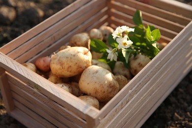 Photo of Wooden crate with fresh ripe potatoes outdoors, closeup