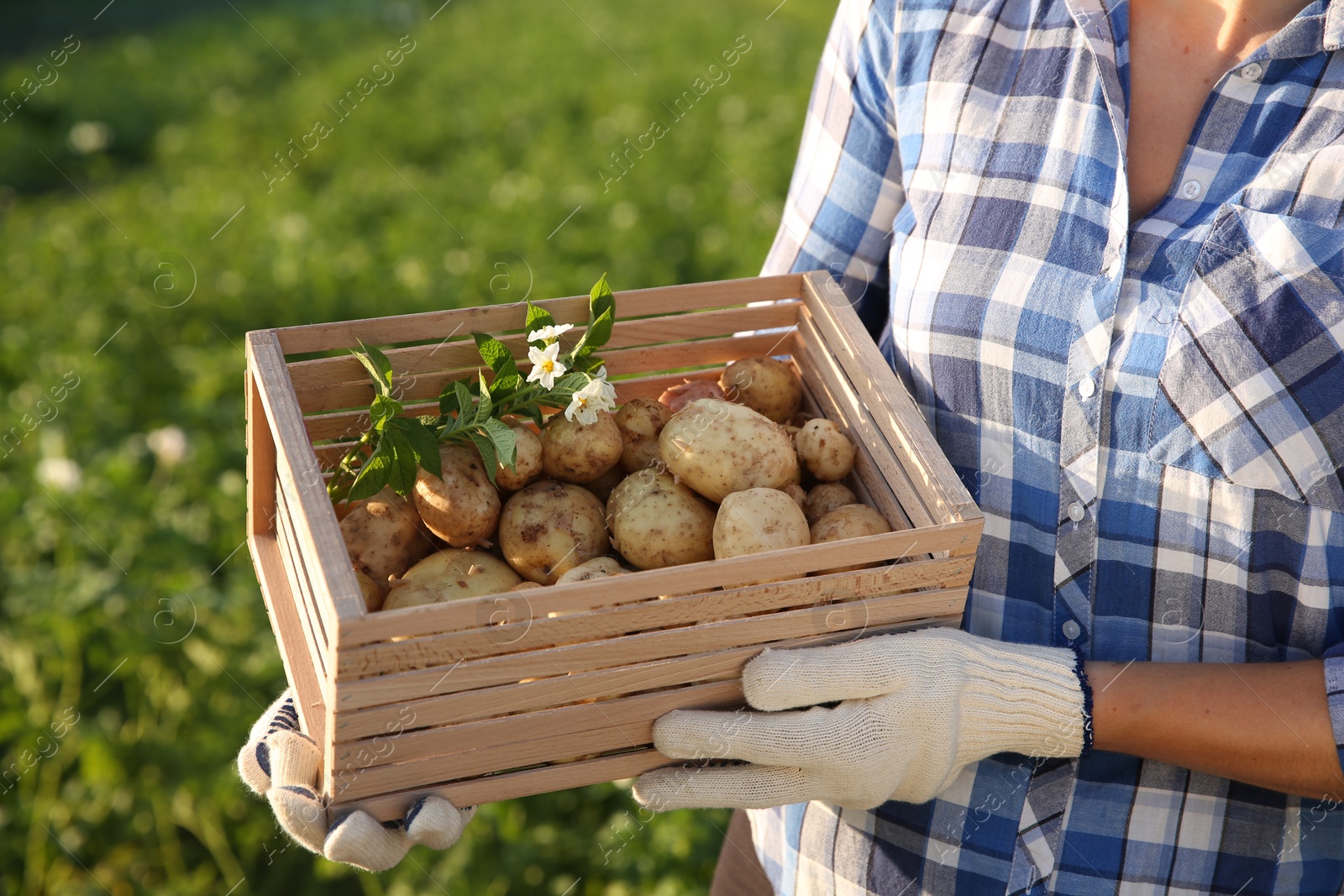 Photo of Woman holding wooden crate with fresh ripe potatoes outdoors, closeup