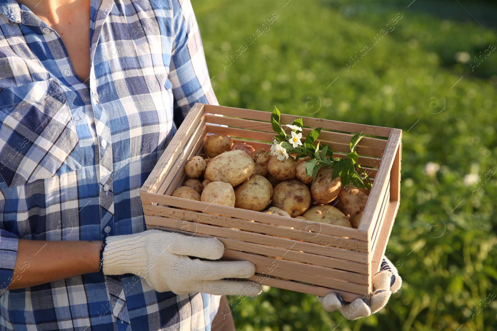 Photo of Woman holding wooden crate with fresh ripe potatoes outdoors, closeup