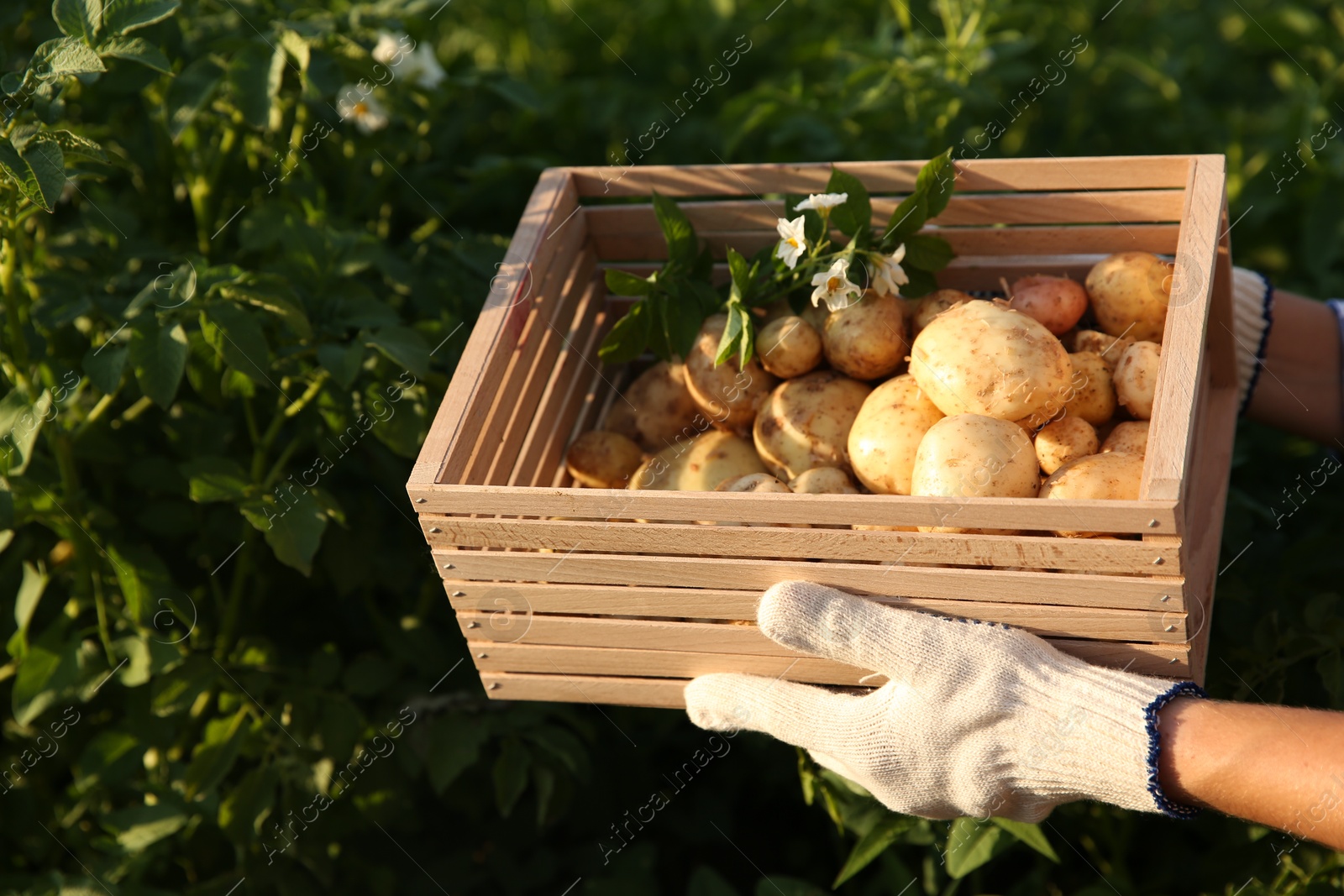 Photo of Woman holding wooden crate with fresh ripe potatoes outdoors, closeup