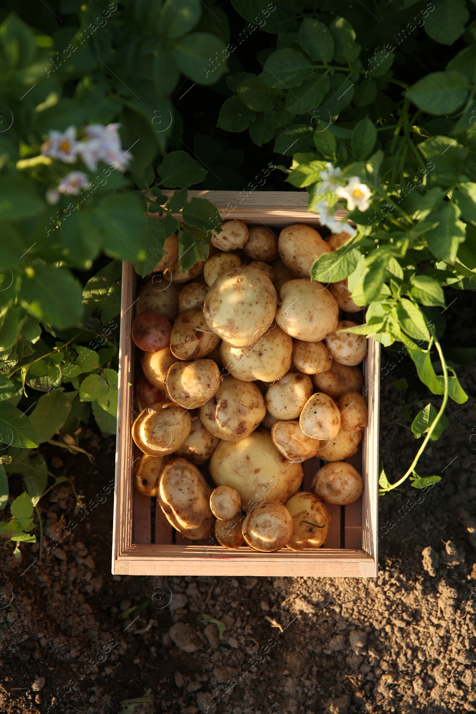 Photo of Fresh ripe potatoes in wooden crate outdoors, top view