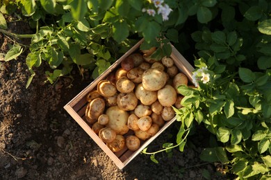 Photo of Fresh ripe potatoes in wooden crate outdoors, top view