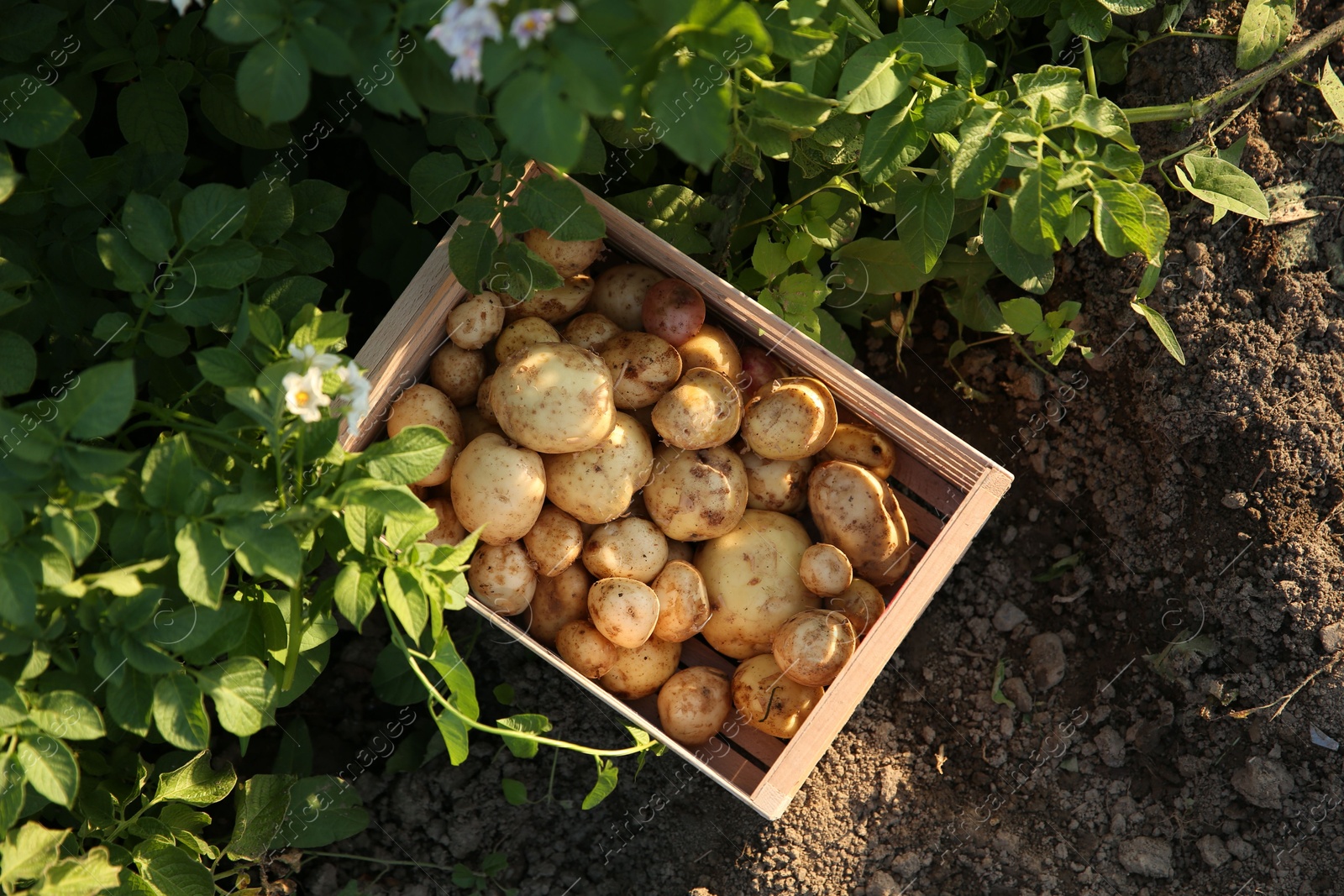 Photo of Fresh ripe potatoes in wooden crate outdoors, top view