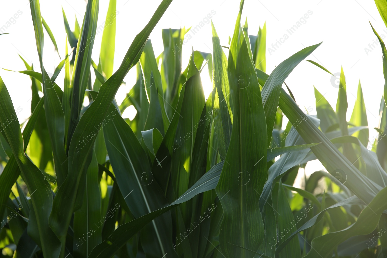 Photo of Green corn plants growing in field on sunny day, closeup