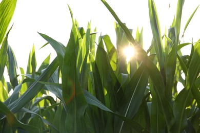 Green corn plants growing in field on sunny day, closeup