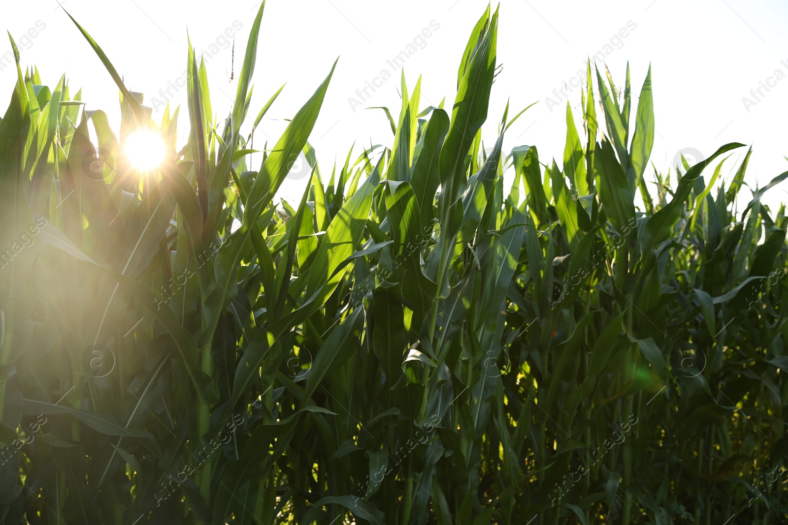 Photo of Green corn plants growing in field on sunny day