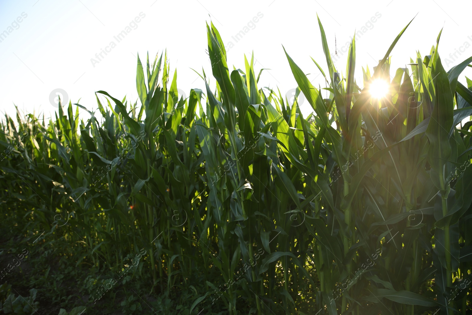 Photo of Green corn plants growing in field on sunny day