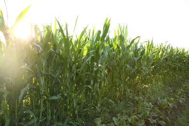 Photo of Green corn plants growing in field on sunny day