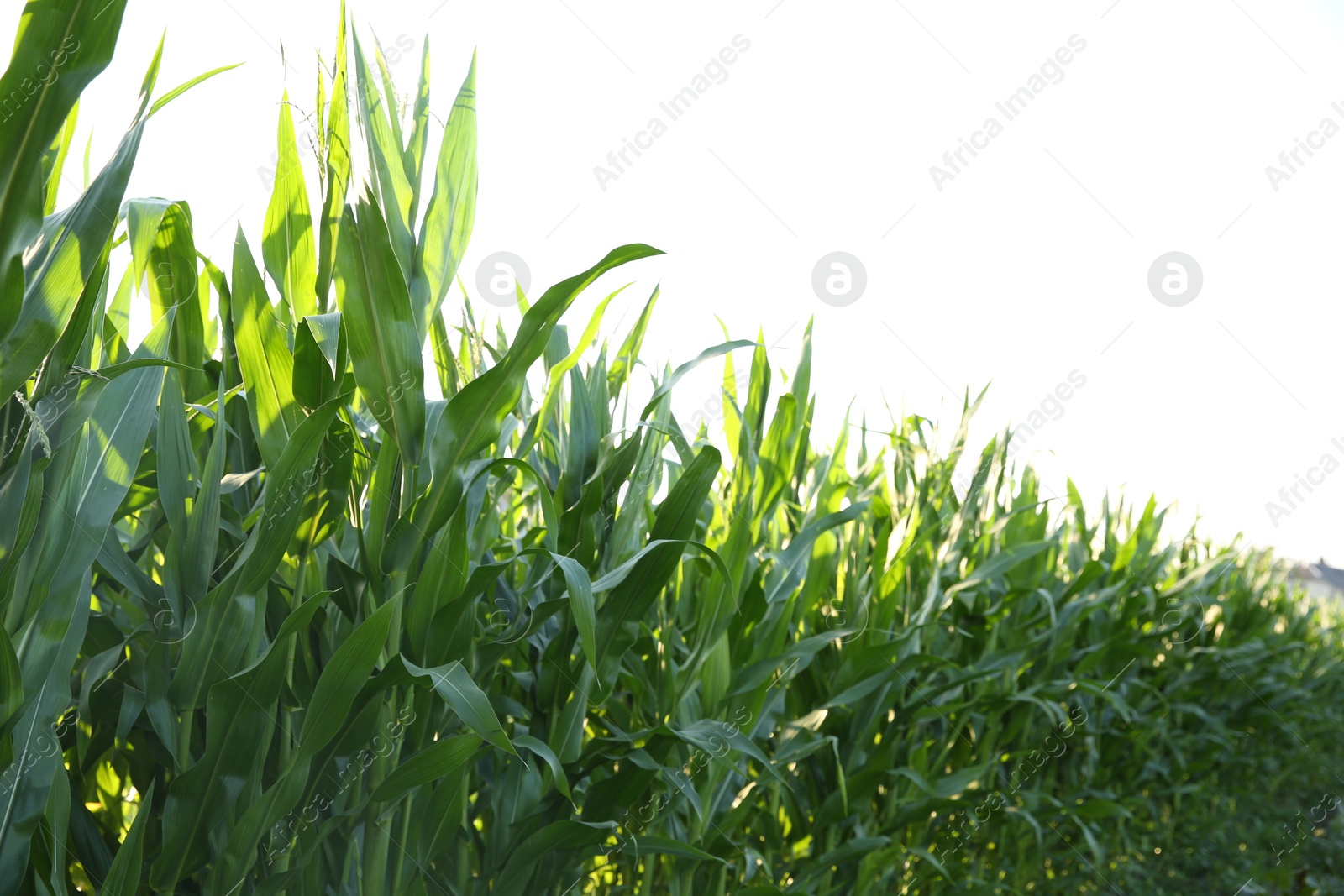 Photo of Green corn plants growing in field on sunny day