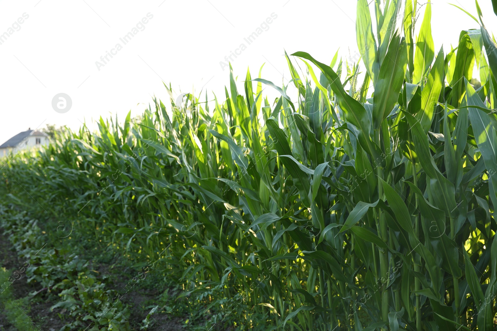 Photo of Green corn plants growing in field on sunny day