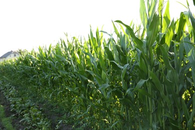 Photo of Green corn plants growing in field on sunny day