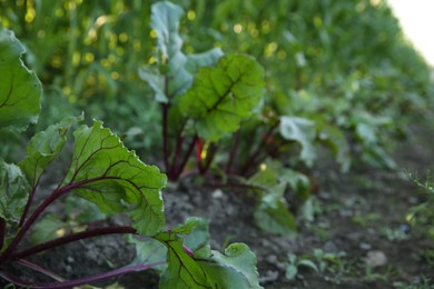 Photo of Beetroot plants with green leaves growing in field, closeup