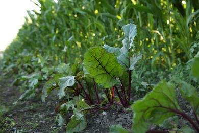 Photo of Beetroot plants with green leaves growing in field, closeup