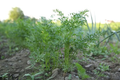 Photo of Carrot plants with green leaves growing in field, closeup