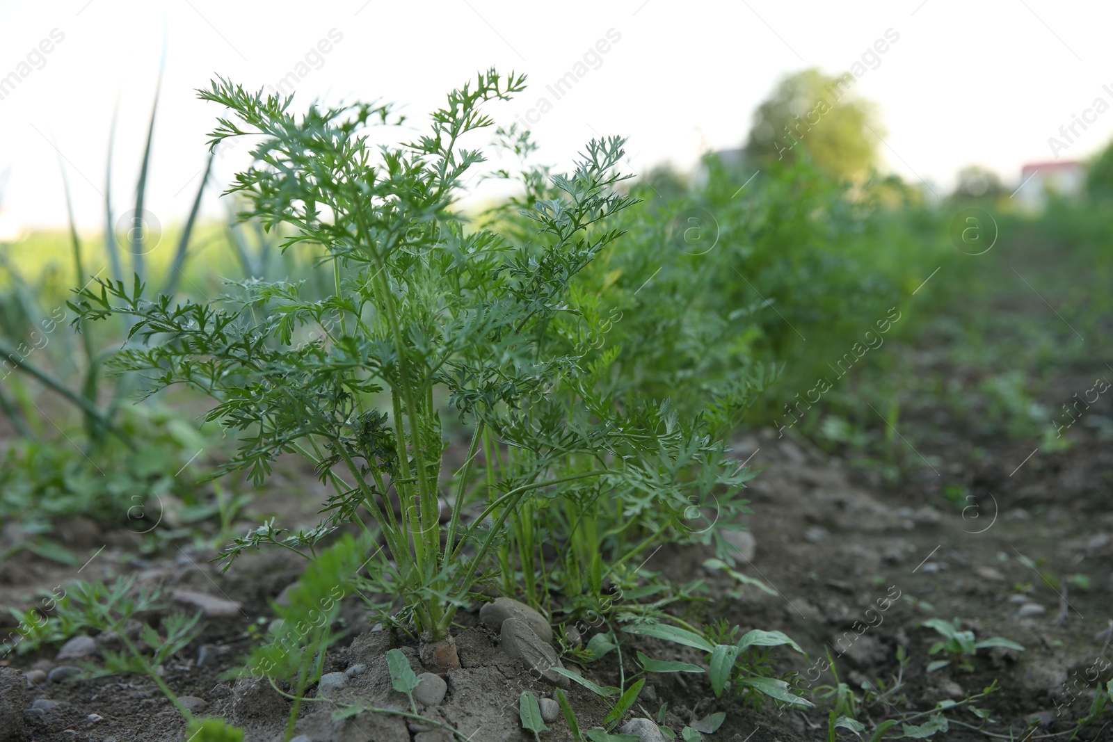 Photo of Carrot plants with green leaves growing in field, closeup