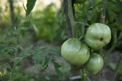 Photo of Unripe tomatoes growing on bush in field, closeup