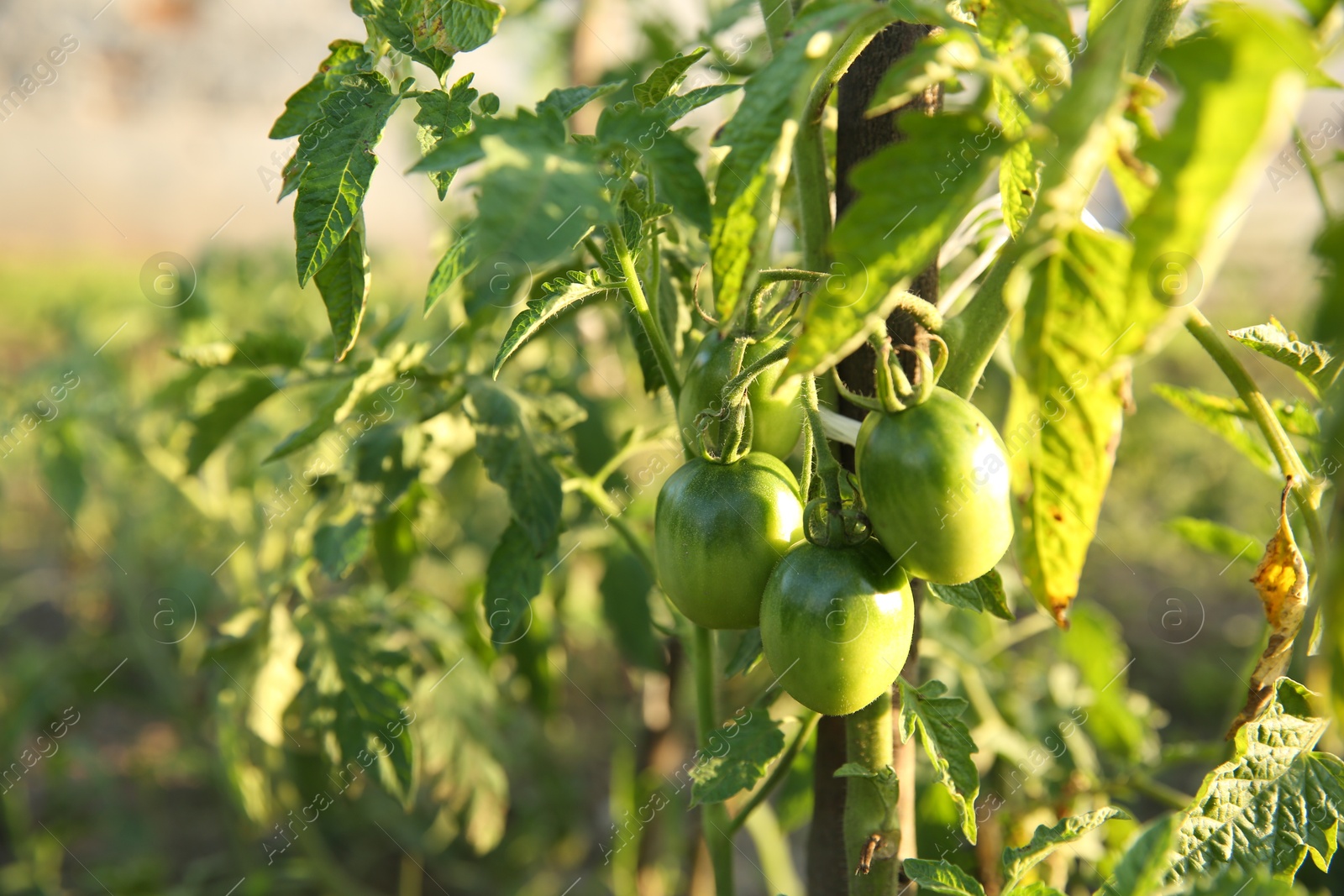 Photo of Unripe tomatoes growing outdoors on sunny day, closeup