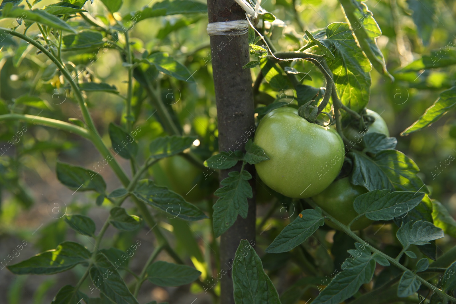 Photo of Unripe tomatoes growing on bush in field, closeup