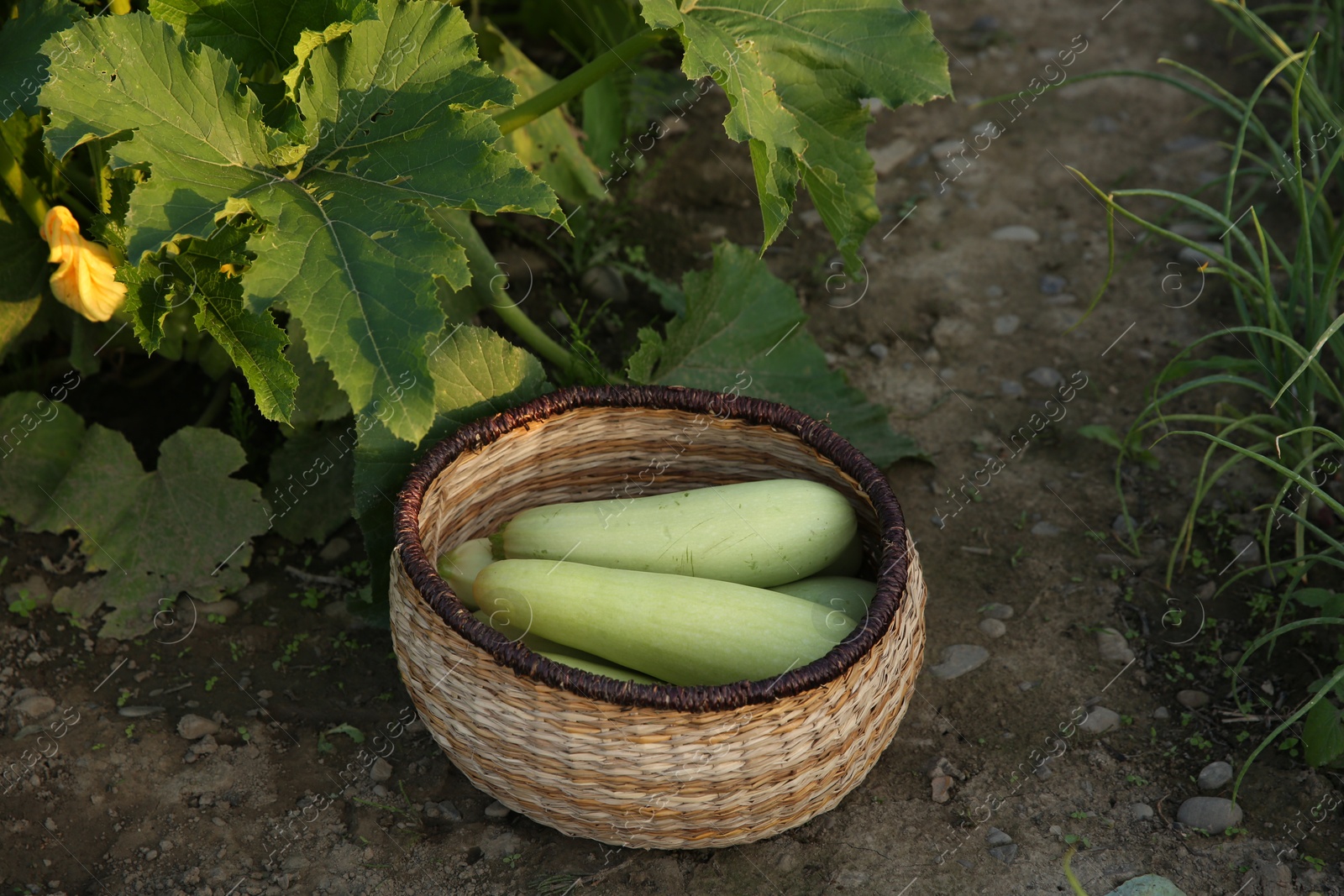 Photo of Freshly harvested zucchinis in wicker basket outdoors