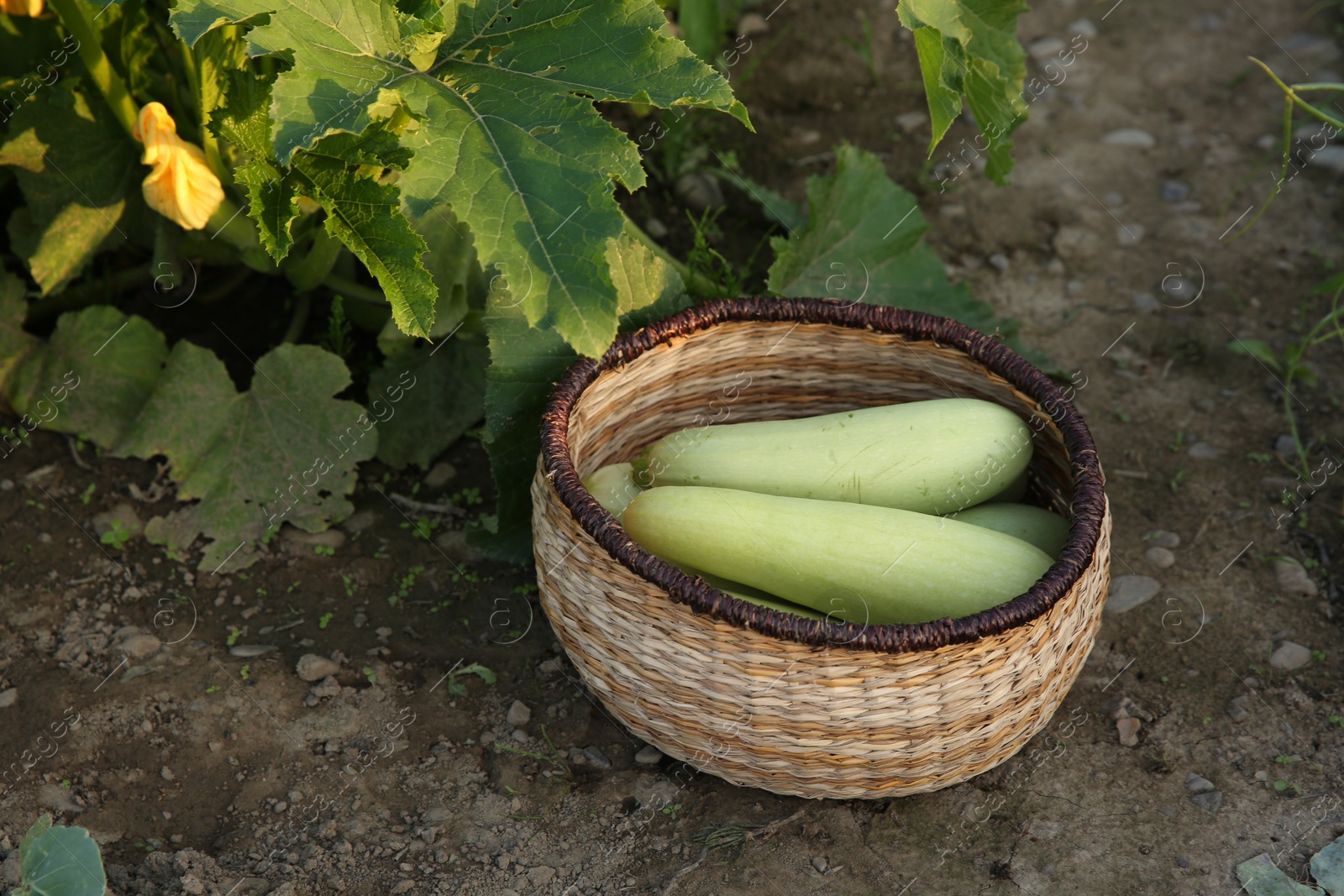 Photo of Freshly harvested zucchinis in wicker basket outdoors