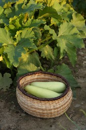 Photo of Freshly harvested zucchinis in wicker basket outdoors