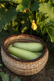 Photo of Freshly harvested zucchinis in wicker basket outdoors