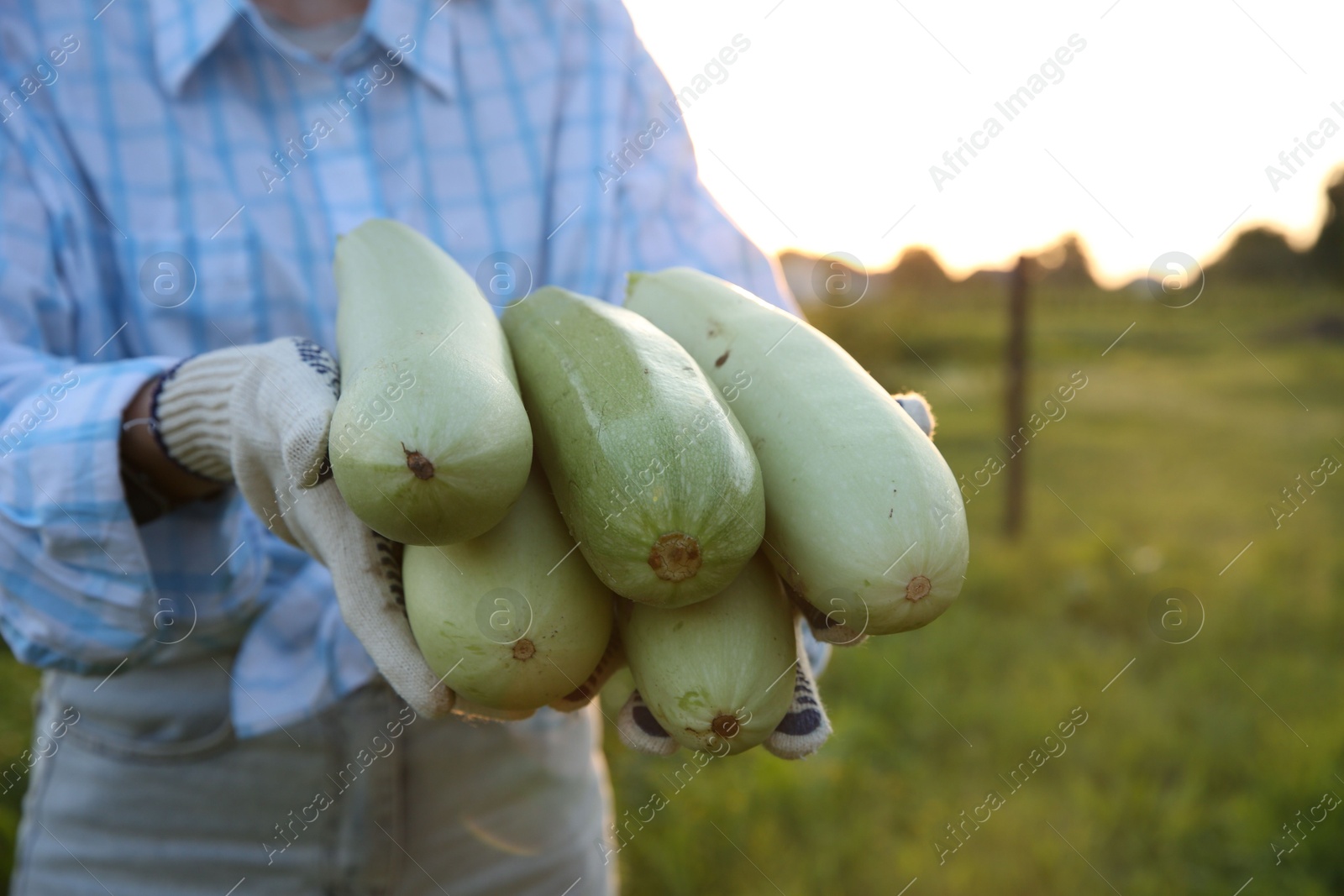 Photo of Woman with freshly harvested zucchinis outdoors, closeup