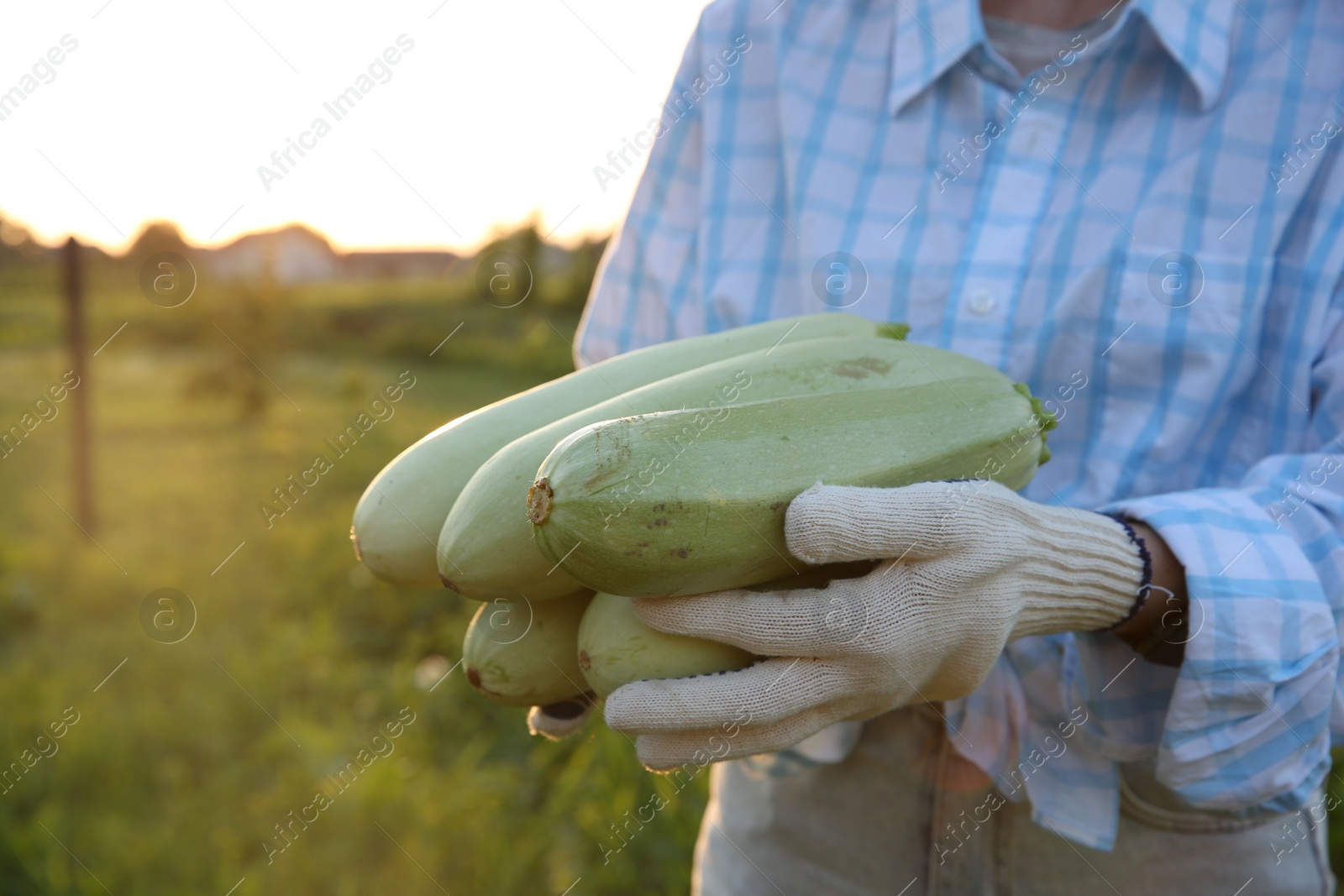 Photo of Woman with freshly harvested zucchinis outdoors, closeup