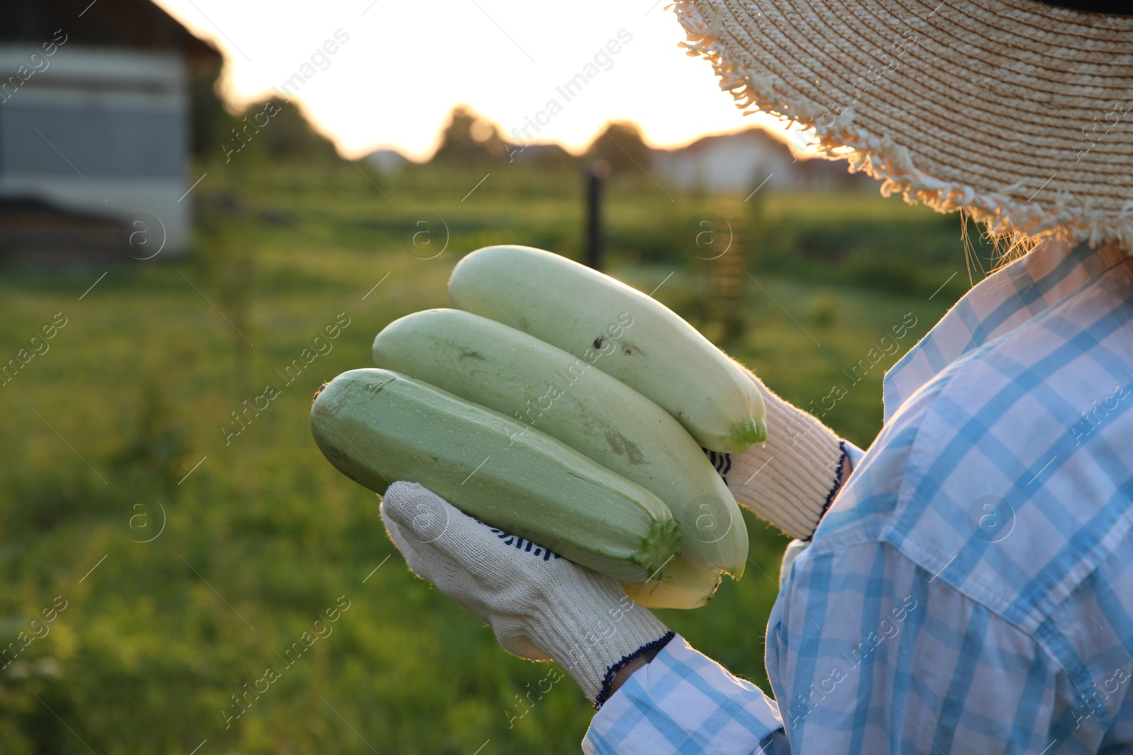 Photo of Woman with freshly harvested zucchinis outdoors, closeup. Space for text