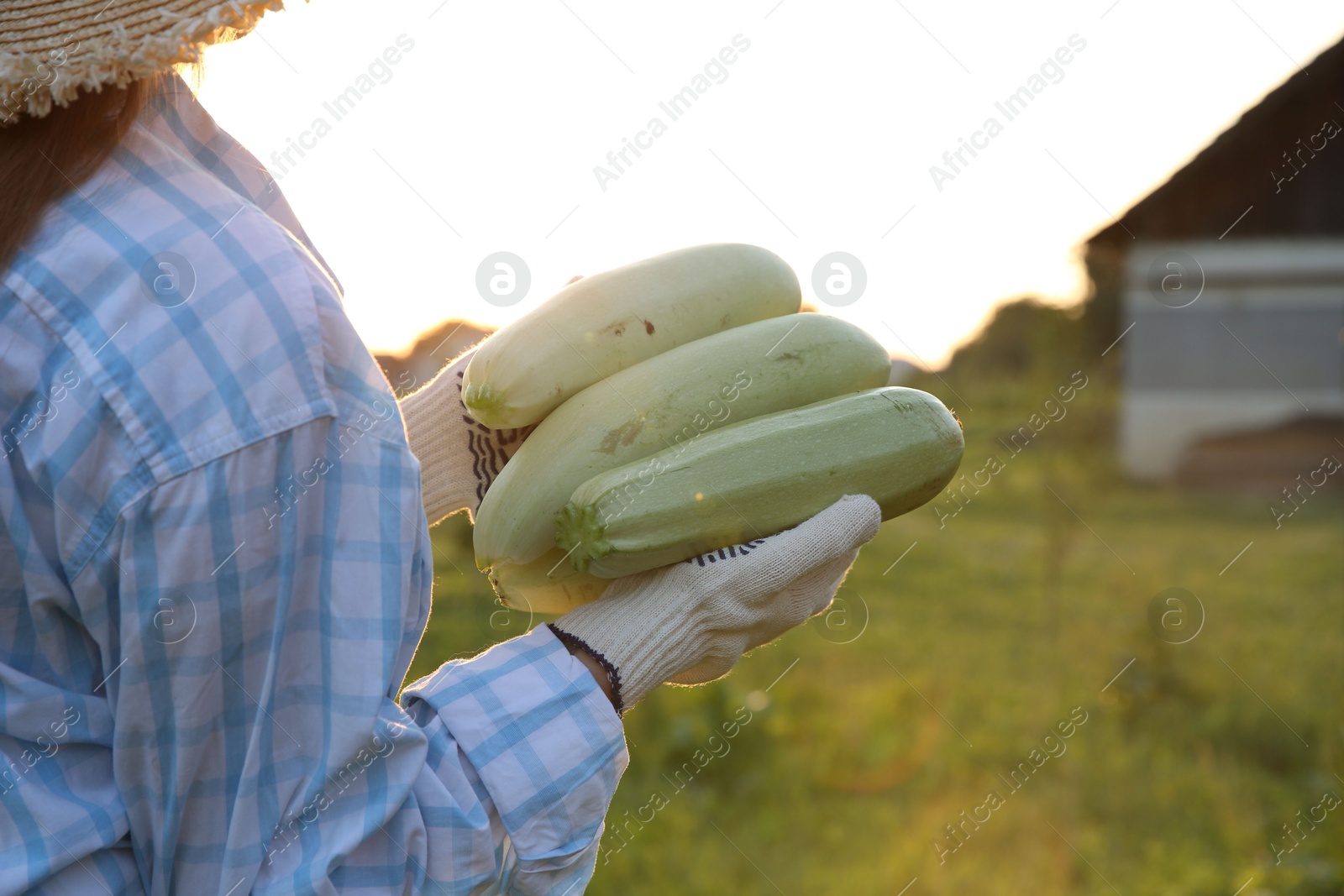 Photo of Woman with freshly harvested zucchinis outdoors, closeup. Space for text