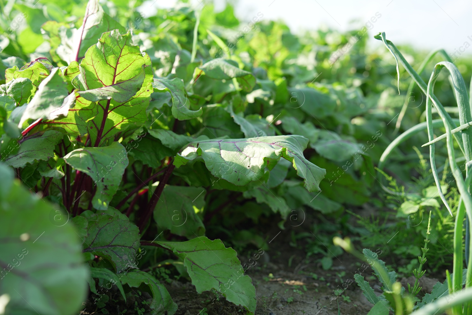 Photo of Beetroot plants and young green onion sprouts growing in field, closeup