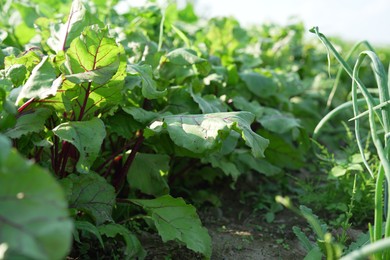 Photo of Beetroot plants and young green onion sprouts growing in field, closeup