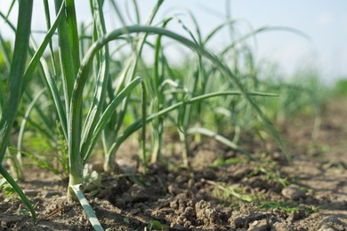 Photo of Young green onion sprouts growing in field, closeup