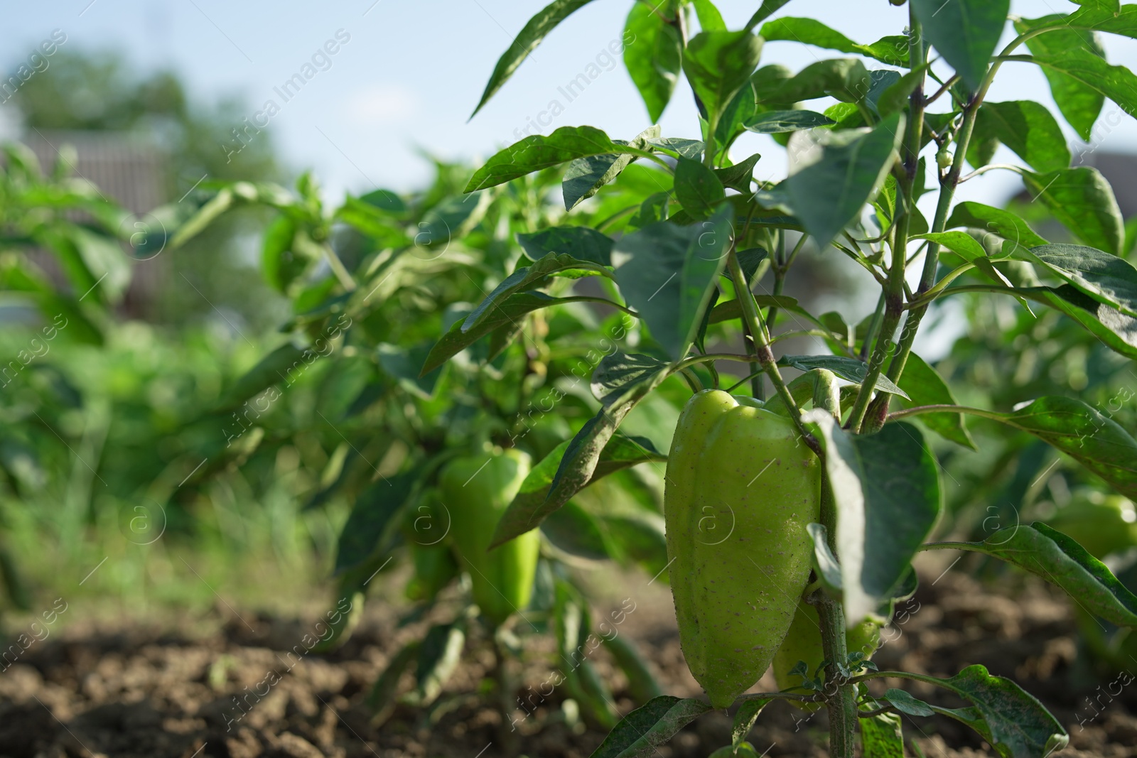 Photo of Bell pepper plants growing in field on sunny day, closeup